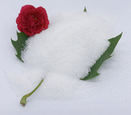 कार धोने के अपशिष्ट जल के उपचार के लिए कौन सा प्रकार का पॉलीएक्रिलामाइड अधिक प्रभावी है?